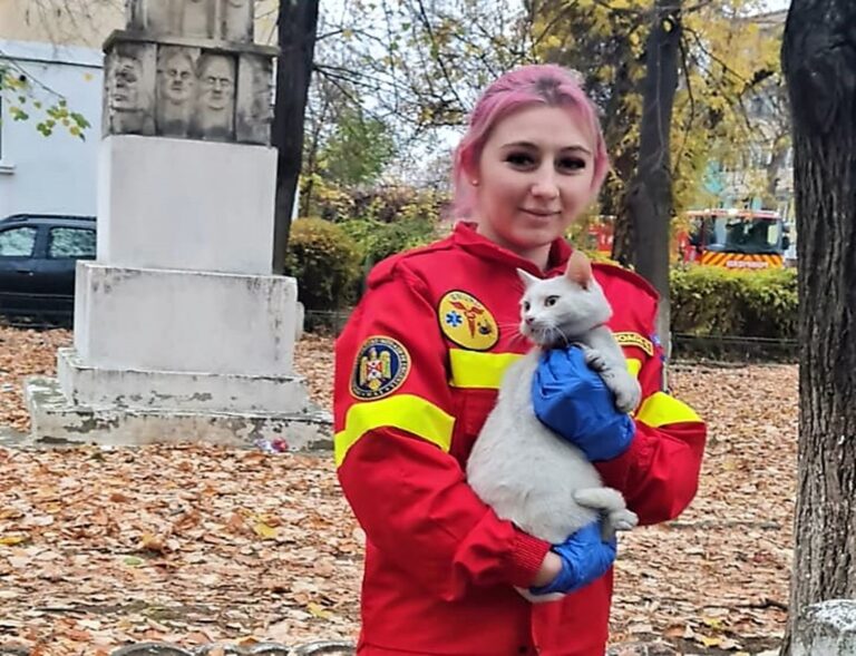 Incendiu într-un apartament din Bârlad! Proprietara locuinței a făcut atac de panică! Cinci pisici, salvate în ultima clipă!