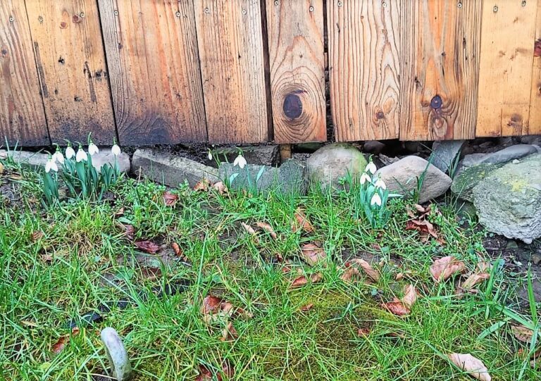 Fenomen spectaculos, în plină iarnă! Au înflorit ghioceii la Vaslui, în plină lună de iarnă!