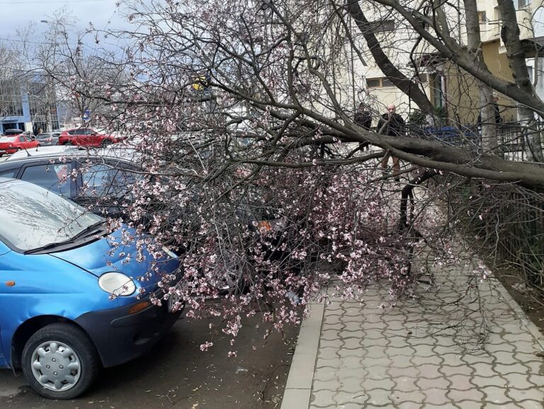 VIDEO Două autoturisme au fost avariate ușor, la Bârlad, vântul a rupt un copac