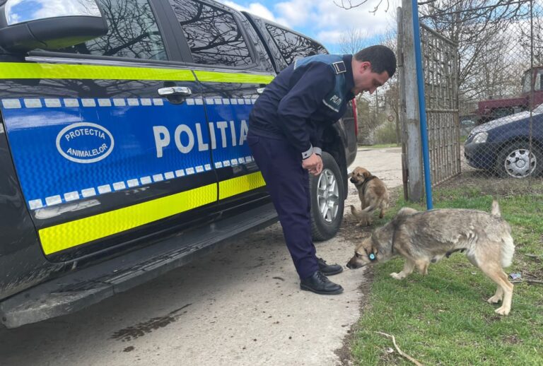 Haite de câini, în mai multe comune vasluiene, depistate de polițiștii de la Protecția Animalelor! Amenzi pentru stăpânii câinilor!