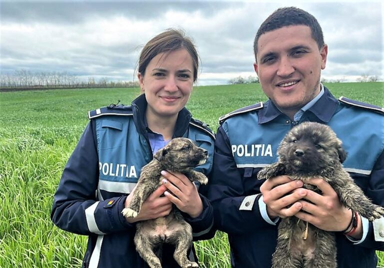 Doi polițiști vasluieni au salvat câțiva pui de căței, aruncați de stăpâni! S-a lăsat și cu amenzi
