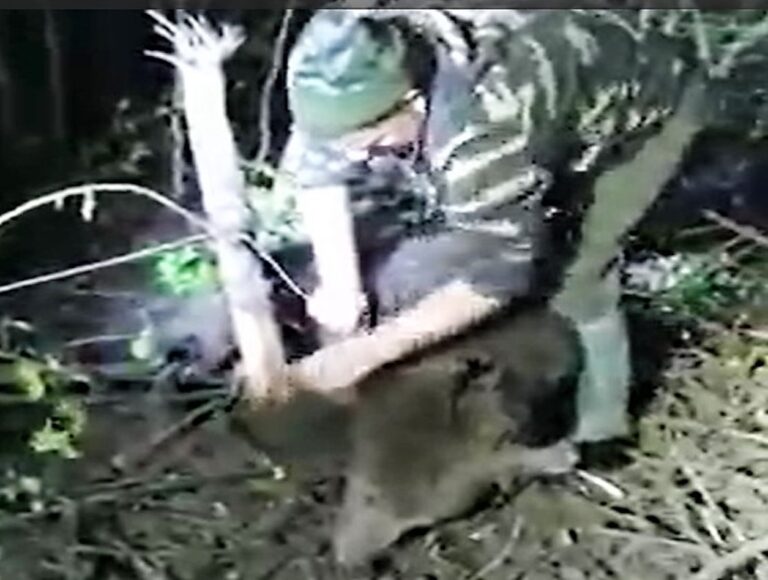 VIDEO Iată momentul în care ursul din pădurea Pădureni este eliberat din lațurile braconierilor!