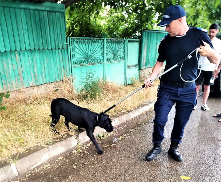 Câine periculos, pericol în centrul Bârladului! Jandarmii l-au capturat în siguranță