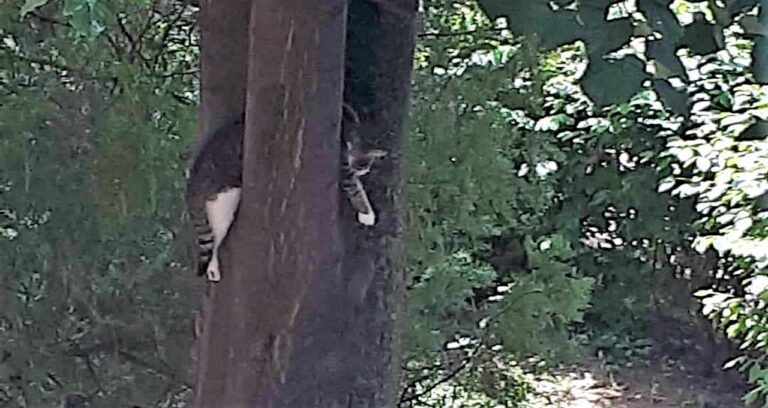 VIDEO O pisică blocată într-un copac a pus pe jar un cartier al Bârladului, vineri seara