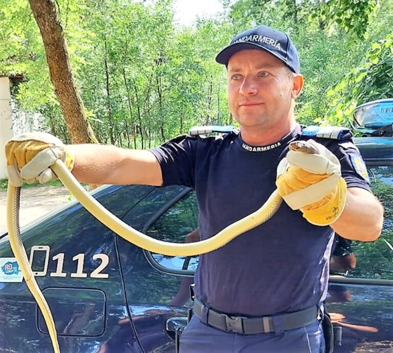 Un șarpe a băgat în sperieți locuitorii dintr-un cartier al Bârladului, sâmbătă, la prânz