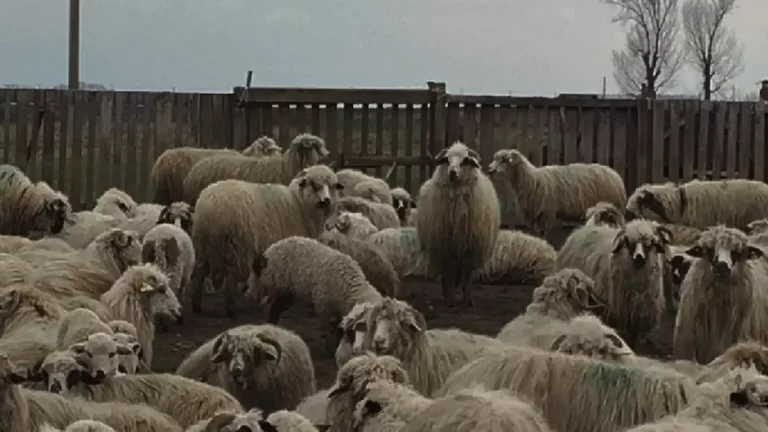 Doi tâlhari, unul din Bârlad și altul din Ghidigeni, la răcoare, după ce au atacat o stână din Dimitrie Cantemir