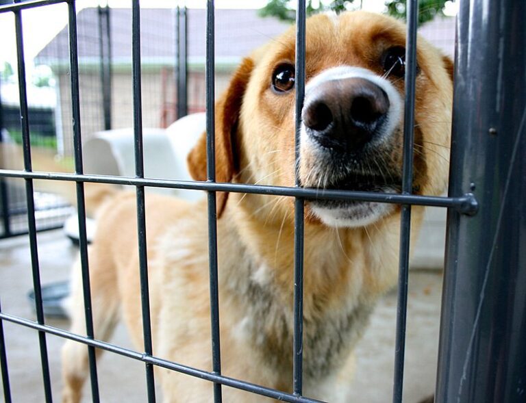Pe 30 septembrie, Târg de adopții pentru câinii fără stăpân, la Vaslui