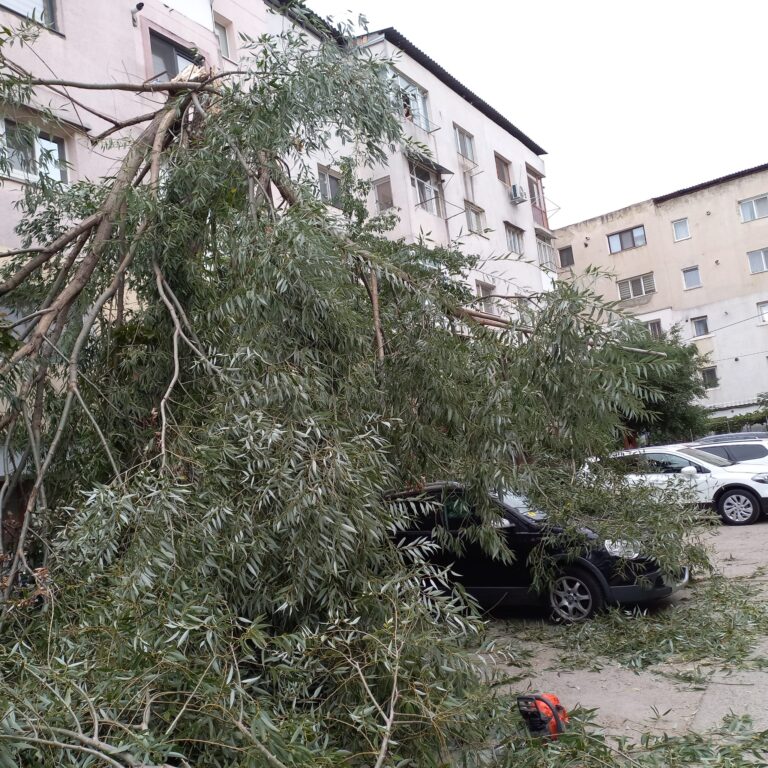 Copac doborât de vânt, a distrus două mașini la Bârlad