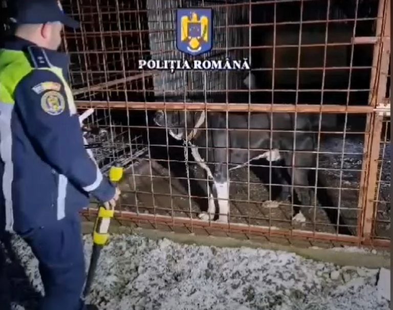 Câini mutilați pentru lupte ilegale, zeci de percheziții în România și R.Moldova