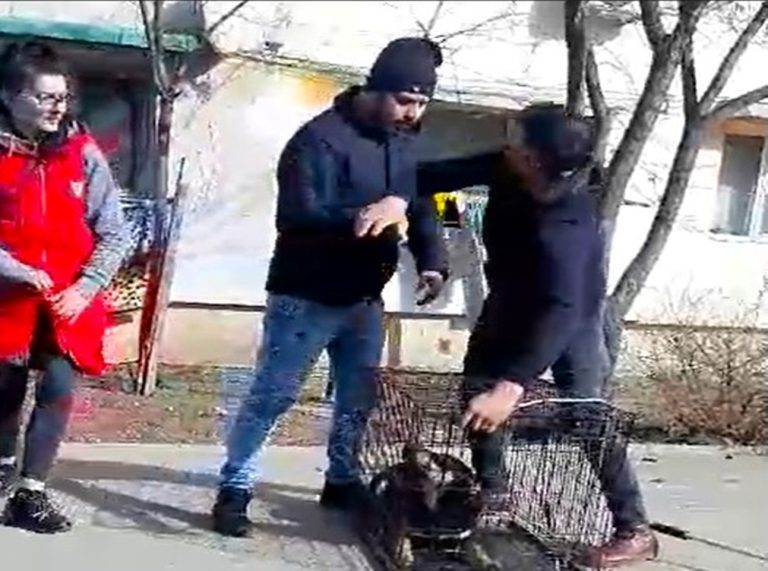 VIDEO Hingherii de la REISER Bârlad, agresați de apărătorii câinilor comunitari! Poliția Locală a intervenit