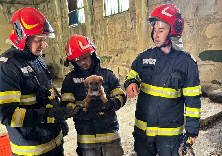 Un cățel a fost salvat, in extremis, de pompierii vasluieni (VIDEO)