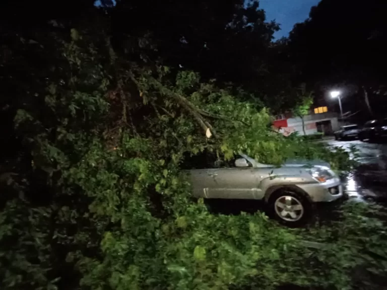 Copaci căzuți peste mașini, la Vaslui, Bârlad și Huși, marți seară FOTO, VIDEO
