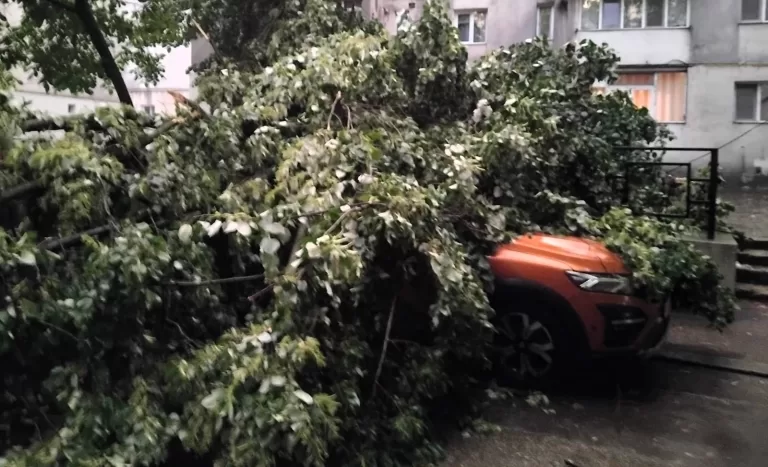 Mașină distrusă într-o parcare din Vaslui, un copac s-a prăbușit din cauza vântului