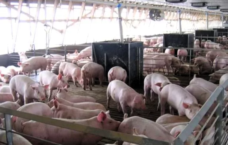 Grupul SIDELA Murgeni face angajări! Se caută șef de fermă reproducție porcine și tehnician veterinar! Salariu atractiv!