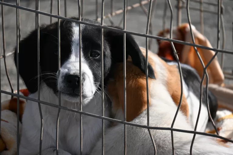 Vasluienii sunt așteptați la Târgul de Adopție căței, în zilele de 9 și 10 august. Mesajul organizatorilor