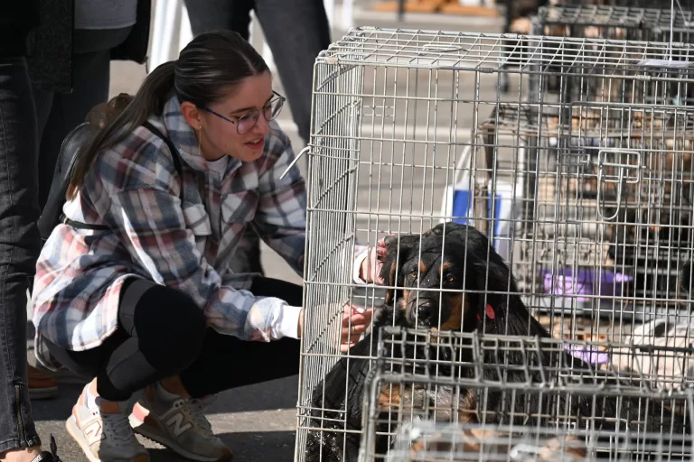 De la ora 9.00, Târg de Adopții pentru câinii fără stăpân, în Parcul Copou, la Vaslui