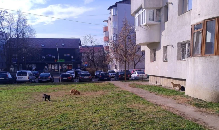 Mesajul echipei Goscom Vaslui: ”Ajutați-ne, dacă observați câini fără stăpân sau persoane care îi abandonează”