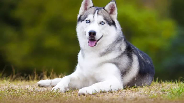 La 78 de ani, a ajuns ucigaș de animale. Un bătrân din Bălteni a ucis în bătaie un husky