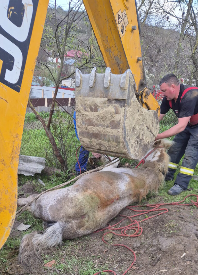 FOTO, VIDEO Cal salvat dintr-o fântână, la Banca