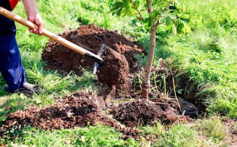 Se dau bani de la Guvern, pentru primăriile vasluiene. Mii de hectare vor fi reîmpădurite