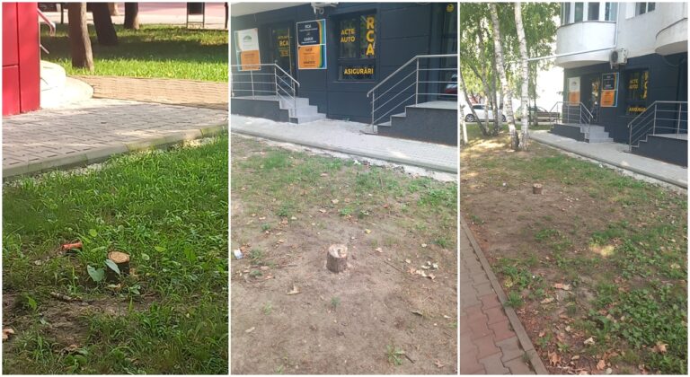 REVOLTĂ ÎN VASLUI! Un afacerist a tăiat mai mulți copaci de pe strada Traian, pe motiv că îi blocau vizibilitatea la magazin!