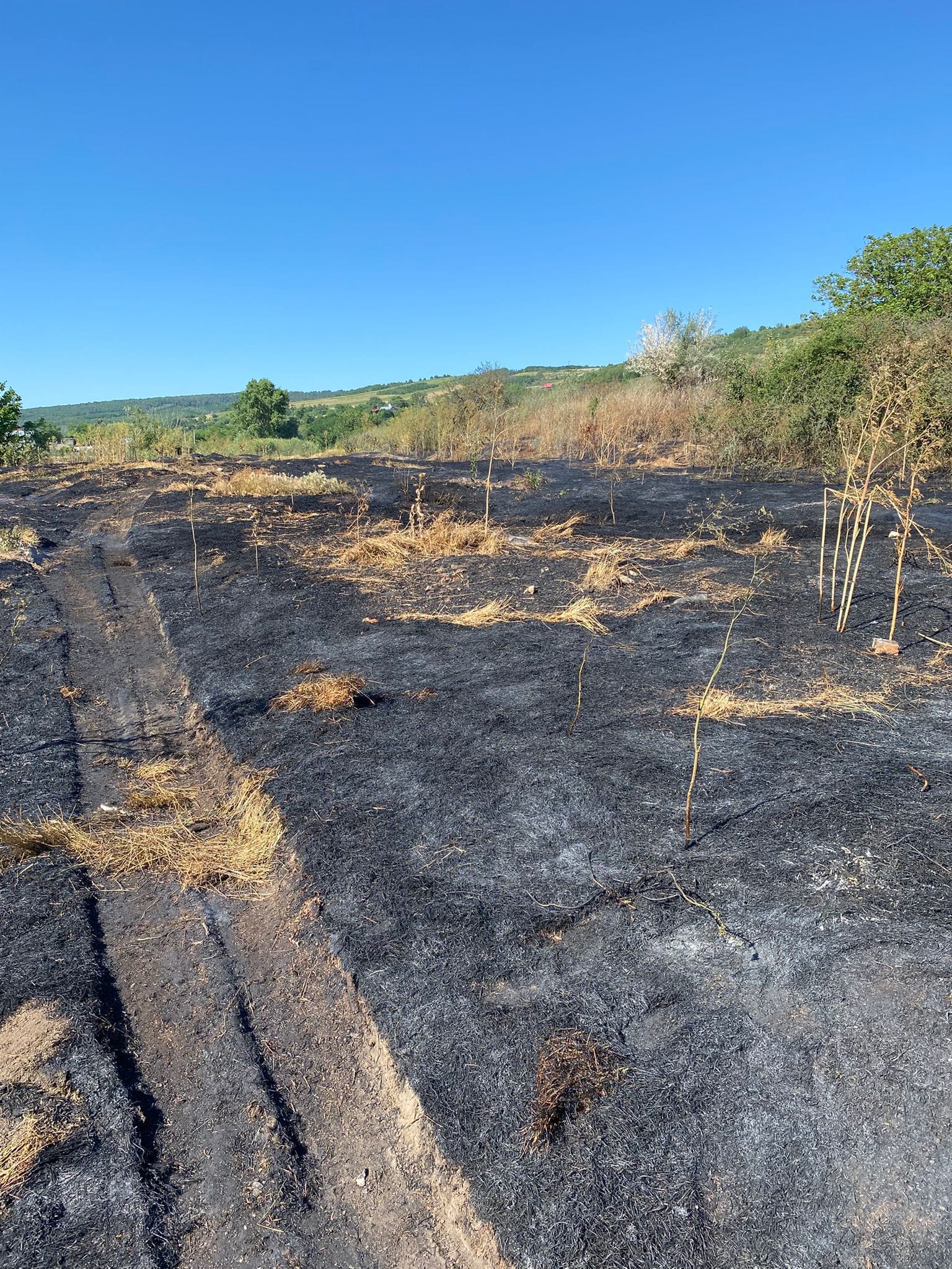 incendiu tomesti vegetatie 202