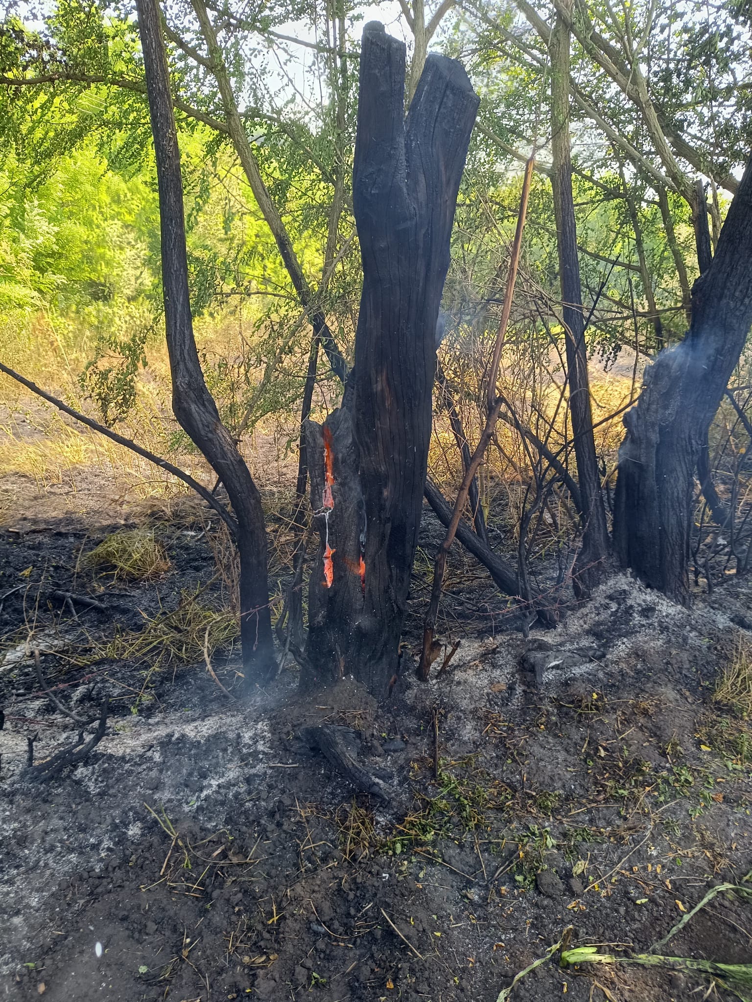 incendiu vegetatie bunesti averesti 22