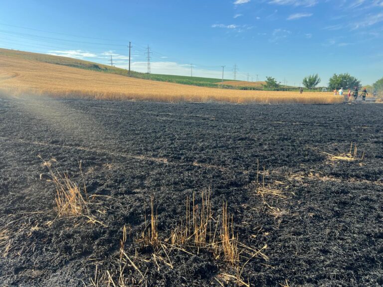 VIDEO Un iresponsabil a incendiat un lan de grâu, pe DE 581. Mii de metri pătrați au ars cu flăcări mari