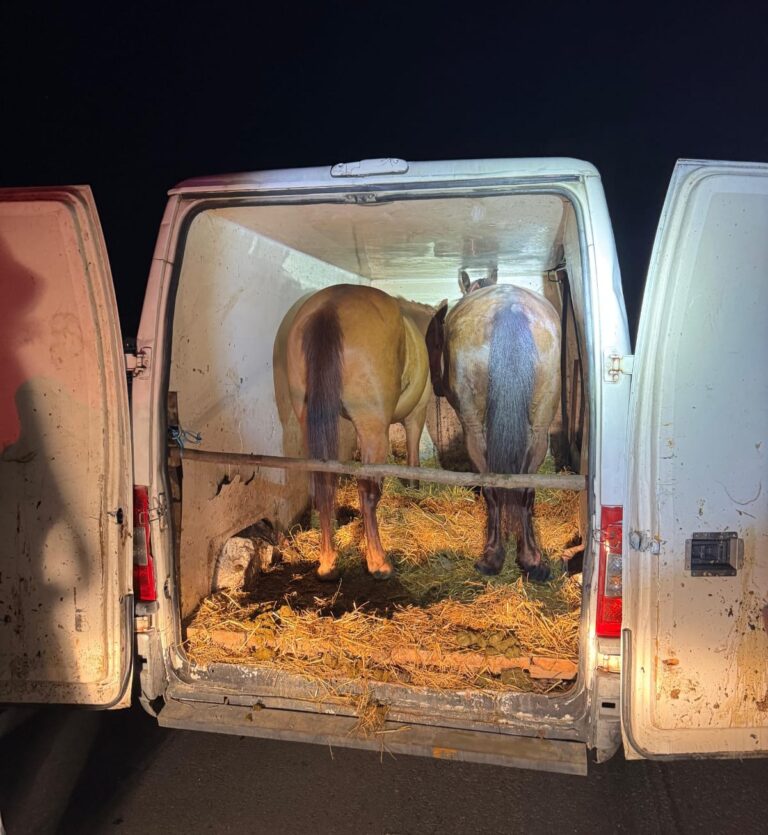 Patru hoți de animale, din județul Bacău, au fost prinși în flagrant de polițiștii vasluieni