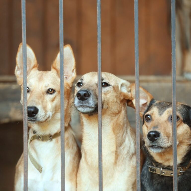 Peste 1.000 de câini din Vaslui vor primi gratuit microcipuri, anunță DSVSA