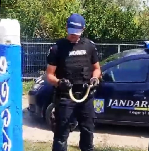 Șarpe capturat de jandarmii vasluieni într-o gospodărie din Lunca Banului (VIDEO)