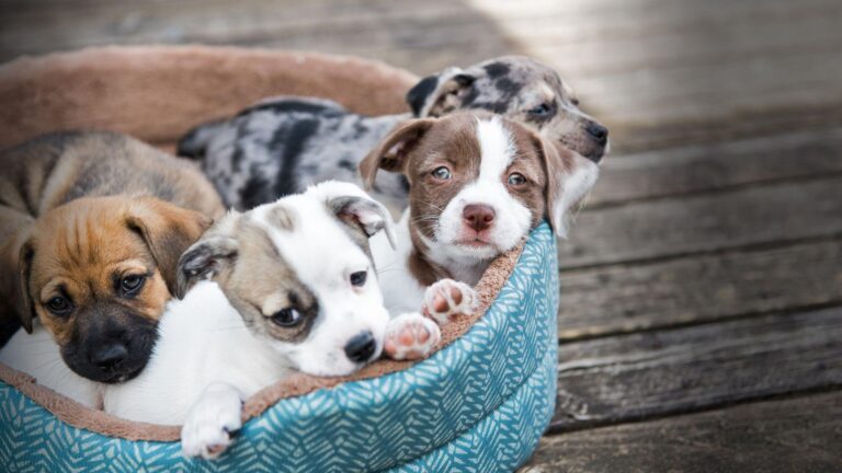 30 de căței prietenoși își caută stăpâni, la Târgul de Adopții pentru câini comunitari, de la Vaslui
