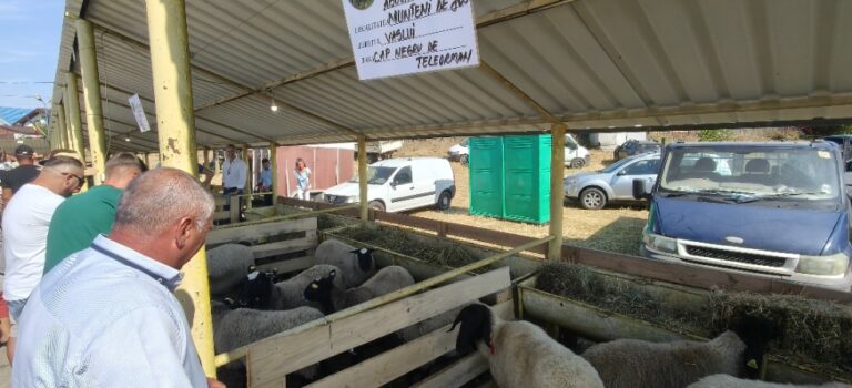 Expo Zoo Vaslui se închide, luni, la Vaslui, cu parada berbecilor. Cine va lua Marele Premiu