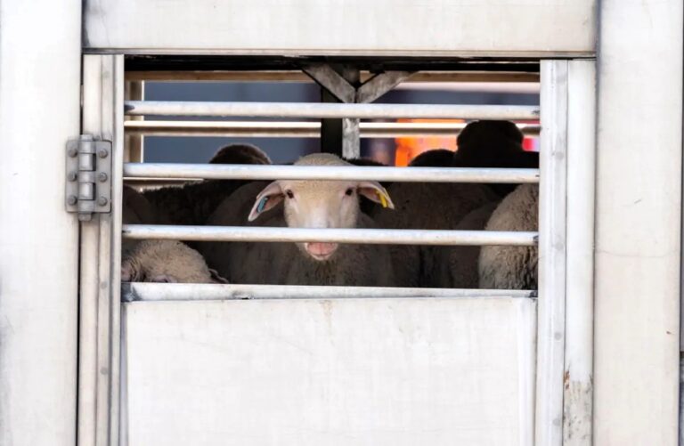 Zeci de oi vor fi sacrificate la Vama Leușeni, situație-limită în zona vămilor Albița-Leușeni