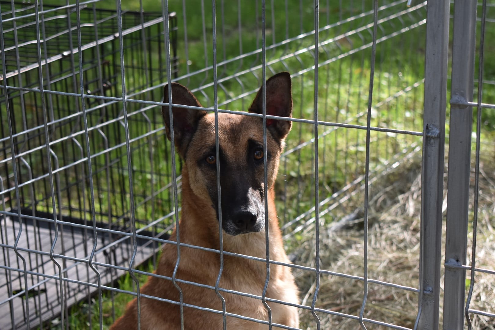 targ adoptii caini barlad 223