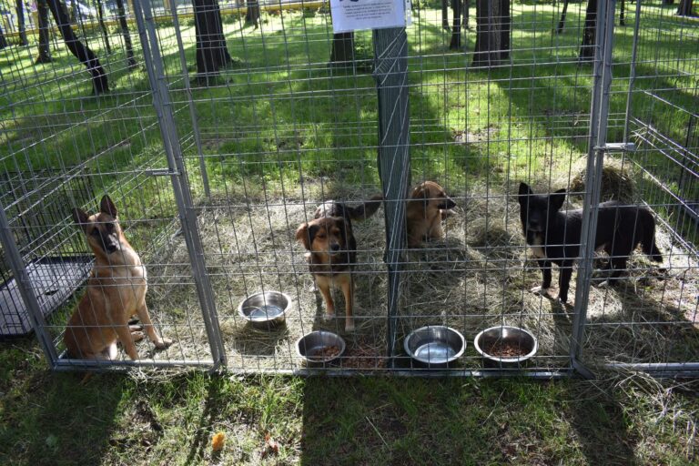 Succes neașteptat pentru Târgul de Adopții câini fără stăpân, la Bârlad