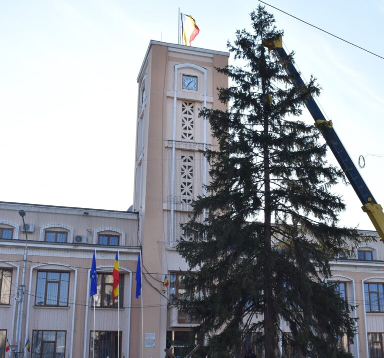 Se caută bradul perfect pentru Sărbătorile Noului An, la Bârlad! Cine donează un brad?