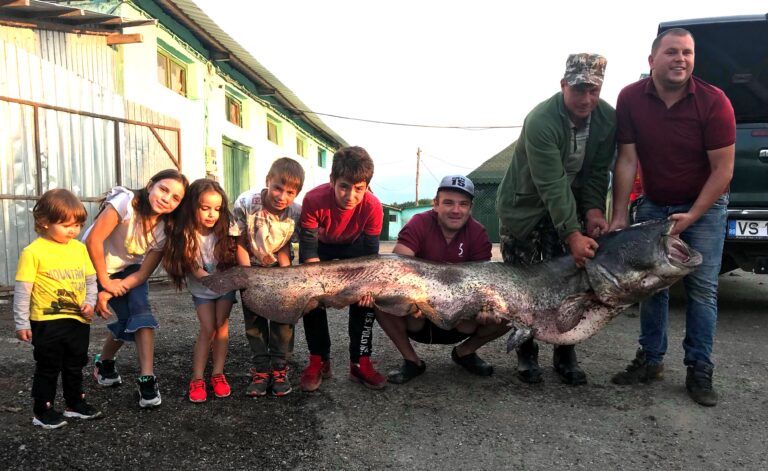 Iată cel mai mare somn pescuit vreodată în județul Vaslui! A fost recoltat de la Cârja