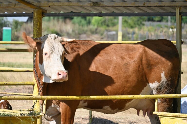 Un nou focar de rabie la bovine, în județul Vaslui. Alertă la Puiești