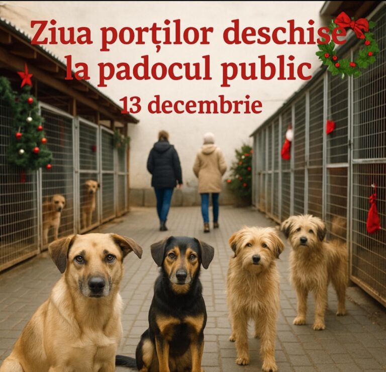 Pe 13 decembrie, este Ziua Porților Deschise, la Padocul din Bârlad. Câțeii vă așteaptă!