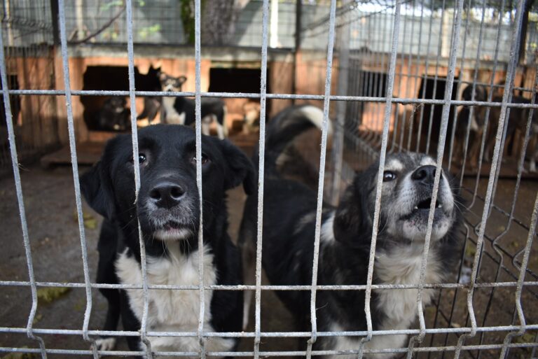 La Bârlad, peste 200 de căței din Padocul public așteaptă viitorii stăpâni, de Crăciun. Dați-le o șansă!