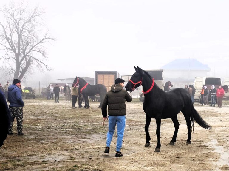 Botezul Cailor, din comuna Iana, a adunat zeci de proprietari de cabaline din județ
