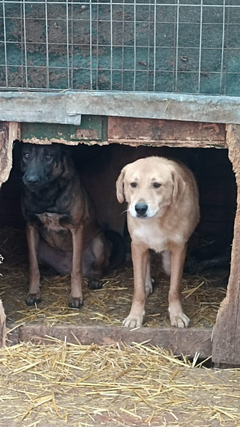 Apel disperat al autorităților bârlădene: adoptați un cățel de la Adăpostul Public!
