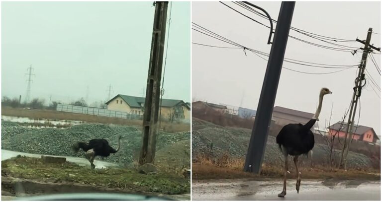 VIDEO Doi struți fugari au colindat prin Zona Industrială a Vasluiului