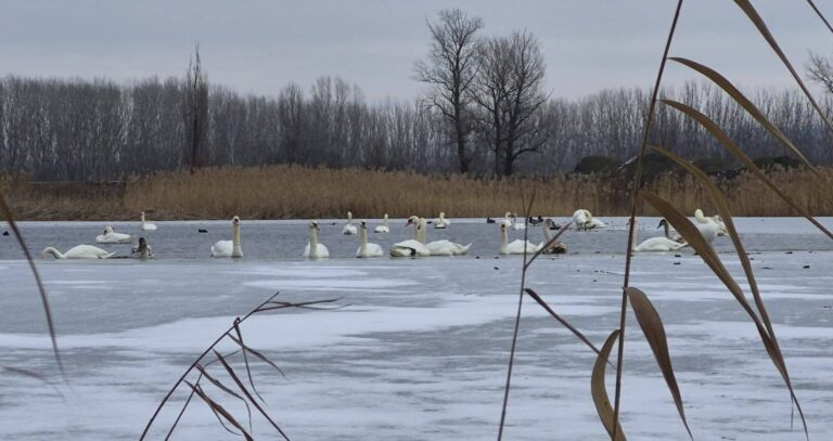 Focar de gripă aviară pe Lacul Prodana, la Bârlad, ședință la Prefectură