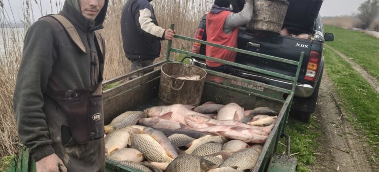 Sute de familii vor pune pe masă pește proaspăt de la Ferma Salcia, din Cârja