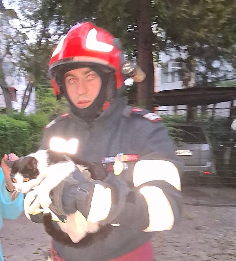 Pompierii bârlădeni au salvat o pisică blocată într-un copac de două zile