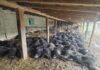 Bomba DSVSA Vaslui: cele 132 de oi ale lui Ioan Țibireac nu ar fi fost ucise de câini! Medicii veterinari infirmă scenariul inițial