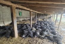 Bomba DSVSA Vaslui: cele 132 de oi ale lui Ioan Țibireac nu ar fi fost ucise de câini! Medicii veterinari infirmă scenariul inițial