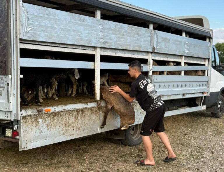 Zeci de oi și capre sacrificate de autorități, transport fără acte descoperit la Banca